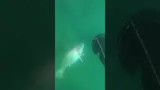 Sciaena umbra Hunting  #spearfishing