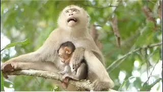 Both Mom & Child Are Sleeping On The Tree. Rose Hug With Milk Cover Baby Rex Very Warm Care.