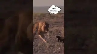 singa jantan VS musang madu