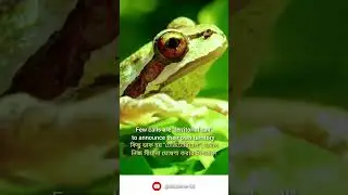 Why Frog Make Sound | ব্যাঙ ডাকে ২ কারণে #frog #frogsounds #shorts