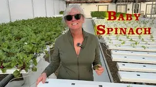 Perfect Hydroponic Spinach Germination Every Time With This Trick!