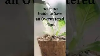 Save you Plant from Overwatering | Easy hack to Solve Overwatered Plant from Dying | #begginersguide