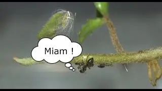 Lasius neglectus #8 : Pourquoi des mâles !?