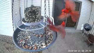 2024/04/23 - An early morning Northern Cardinal confrontation - Hey that's MY feeder!