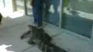 Bubba.3GP