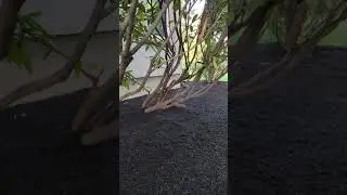 mulch service edison nj