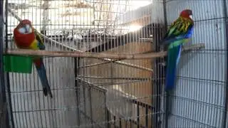 My GOLD MANTEL EASTERN ROSELLA BIRDS