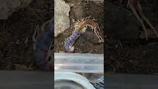 Peruvian giant yellow-leg centipede molting