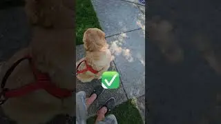 1min. Dog Walking Tips