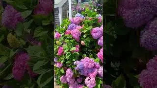 Hortensias bell&iacute;simas😲#shorts