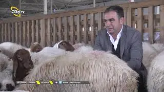 Küçükbaş Uzmanı-İvesi Koyunu Bakım ve Beslemesi Nasıl Yapılır?
