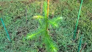 Chinese Fir growing in Tennessee (cunninghamia lanceolata)