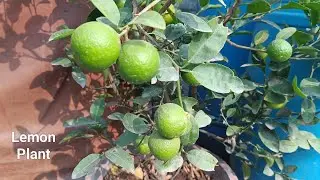 Lemon plant care and tips for more fruits | My Little World