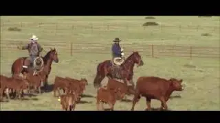Horse Veterinary Science Documentary