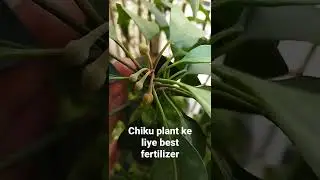 Use the best fertilizer for Chiku/Sapota #Chiku #fertilizer #fertilizer #sapota #plant #tip