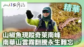 山椒魚現蹤奇萊南峰 南華山雲霧翻騰永生難忘｜南投縣竹山鎮 麥覺明【​@ctvmit867集】