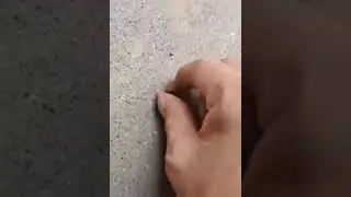 Lying ant