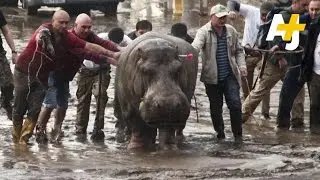 Zoo Animals On The Loose in Georgia After Devastating Floods