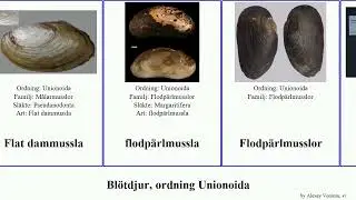 Bl&ouml;tdjur, ordning Unionoida pleurobema epioblasma lampsilis elliptio cor plenum lata mollusca