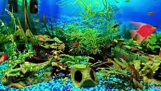 1 23 25     Sympa's Fish    Den tank