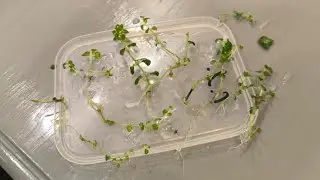 Опыт покупки и укоренения гортензии INVITRO (клонирование в лаборатории.Меристемные растения)