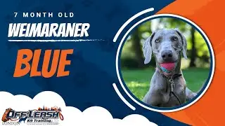 Best Weimaraner Dog Training | Blue | Dog Training in London