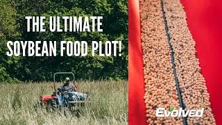 How to create the ultimate soybean food plot | Planting into standing rye cover crop