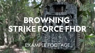 Example Footage | Browning Strike Force FHDR Trail Camera