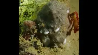 Ōtākou Wharf Club Dive 17.8.2024   Made with Clipchamp