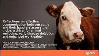 Reflections on effective communication between cattle and their handlers...