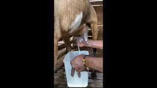 Milking a Goat #homestead #farmlife #shorts  #goats #dairygoats #goatmilk