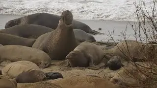 Año Nuevo State Park Elephant Seals January 2020