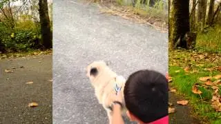 Racing with a Pug