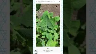 Identifying plants in my garden using PlantNet App (Not confident with results)