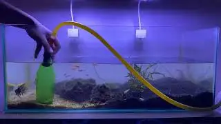 Cleaning My Fish Tank After 2 Weeks | How To Clean Fish Aquarium