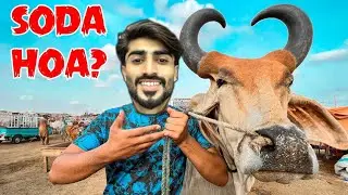 Quetta bakra mandi || lekin kyun lay rahy hain 😍||#bakramandi #vlogs #viral #pakistani #bakra #vira