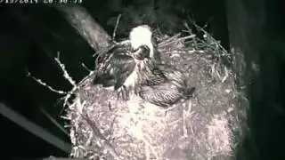 Jordan Lake Baby Eagle - Exotic Pet Vet