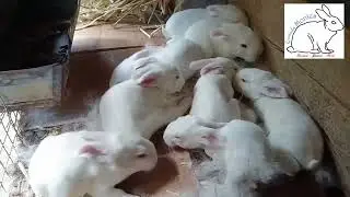 Veamos los conejitos ya comienzan a abrir los ojitos 🐰🐰🐰🐰🐰🐰🐰🐰