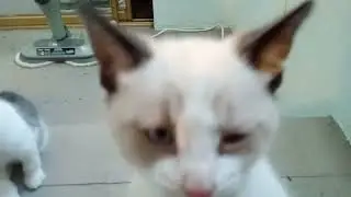 snowbell attacks camera (sort of)