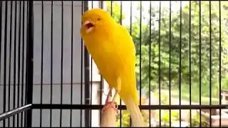 كنار يورك شاير اصفر روعة🐥🐥