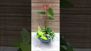 DIY 5 Varieties of Pothos with Anthurium for Water Decor🌿 #watergarden #houseplants #plantdecor