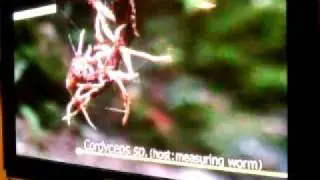 NHK WORLD - THE NETCHU! Devoted to... WTF