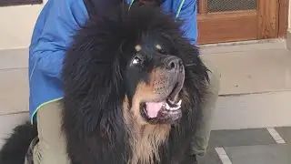 Original Tibetan Mastiff Dog/Pure Tibetan Mastiff