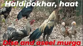 Haldipokhar haat  aseel  desi murga market best price jharkhand #feko #kukru #balrampur #aseelmurga
