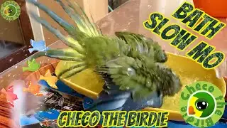 You can see every detail - Slow motion bird bath 😍