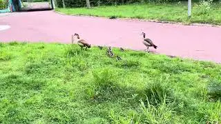 #ducksofinstagram #ducksquacking #ducks #rotterdam