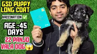 इतना Rare Puppy 😱 | Vaccinated Long Coat GSD | 22 Panje | 45 Days