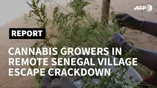 Senegal: remote mangrove villages escape cannabis crackdown | AFP