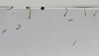 Mosquito Larvae