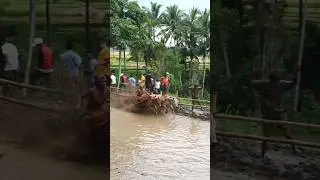 Pacu Jawi Story‼️ The Wild Bull Race from West Sumatra, Indonesia 🇮🇩 | Traditional Mud Sport #shorts